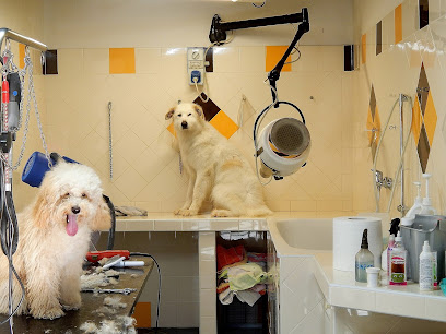 Il Salone di Winnie - Toelettatura Cani e Gatti