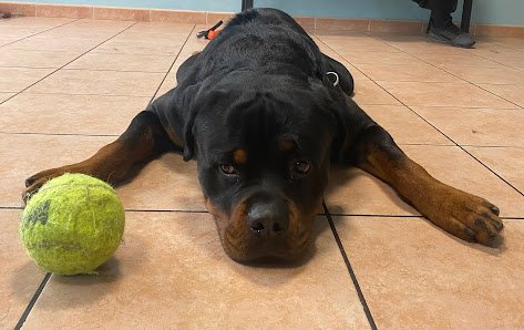 Impelami..su Toelettatura di Silvia e Cristian