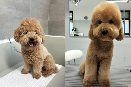 Impronte di sapone toelettatura cani