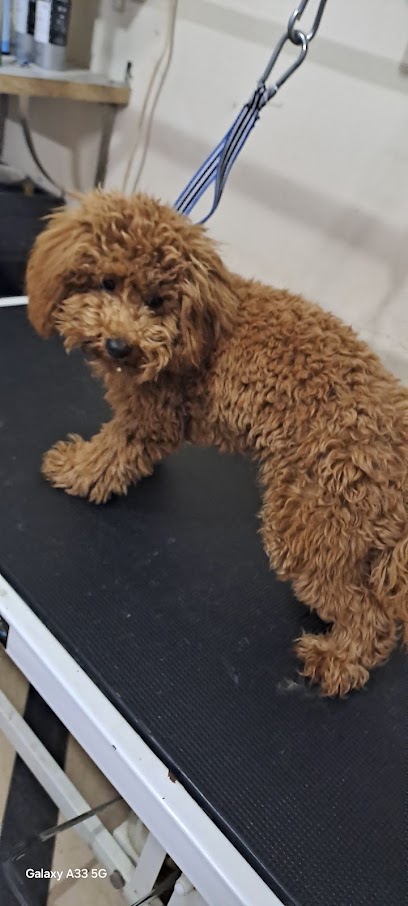 L' Isola dei Cuccioli