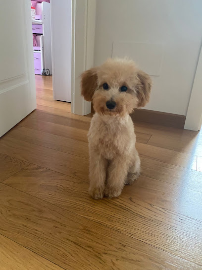 L'ESTETICA CANINA di Paola Bertolino