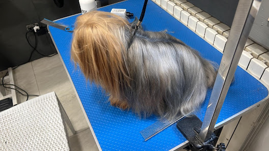 La Boutique del Cucciolo - Toelettatura professionale cani