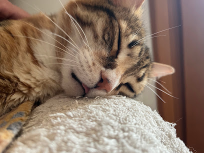 La Cagneria Di Mainardi Alodia E C. Sas