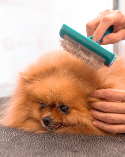 La Toelettatura di Amici Animali