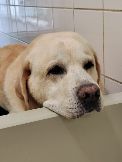 Lilli & CO toelettatura cani e gatti