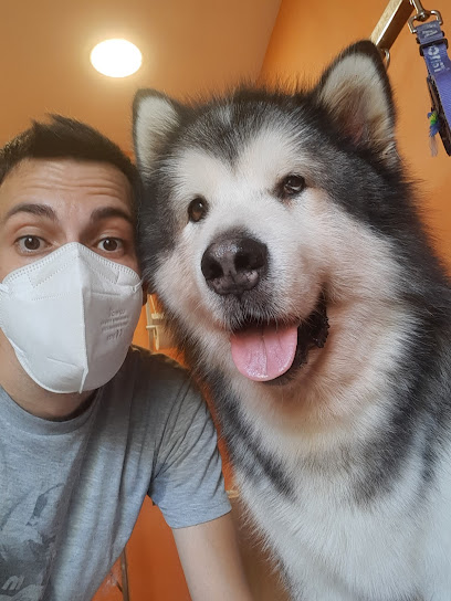 Lillipet Toilette per cani e gatti firenze