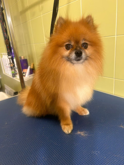 Little Lord - Boutique Pet Wash Ferrara