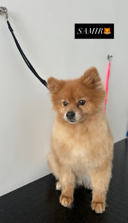 Luxury Dog Toelettatura