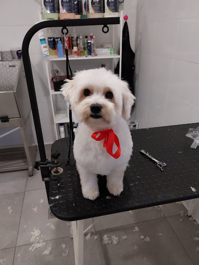 MamaDog toelettatura Monte Mario