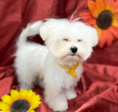 Mb global pet s.a.s di Basciu Maurizio e Vinci Barbara