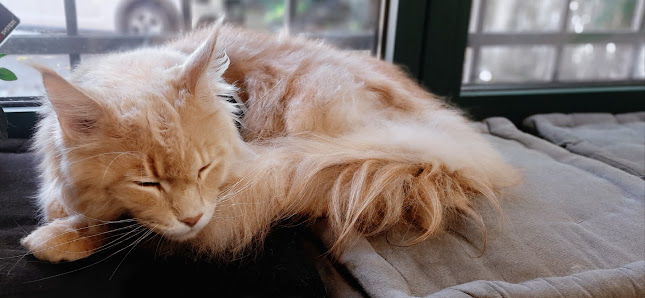 Mi Fido di Michele Petrussa Toelettatura