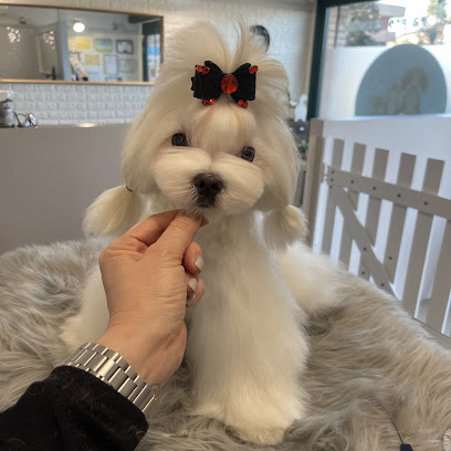 Mio Fido Treviso toelettatura & spa