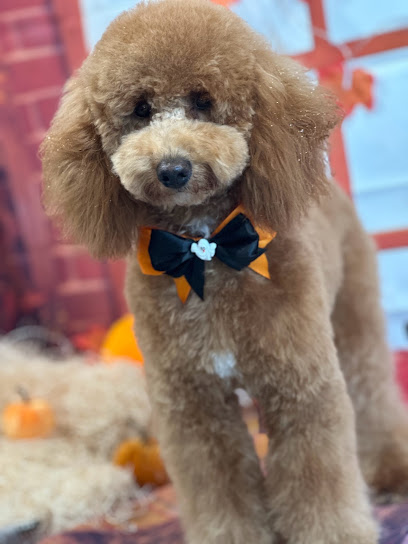 Miss Barber Dog-Toelettatura Cani , gatti , conigli-Acconciature Grooming Art-Tosatura Cani Ostia