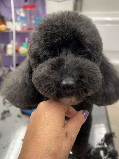 Mister Dog di Alcomanno Eugenia