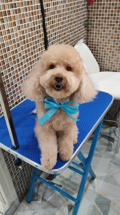 Moda x Coda - Toelettatura Napoli