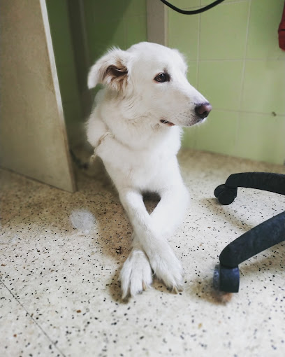 Molla L'osso Di Laura Bonello