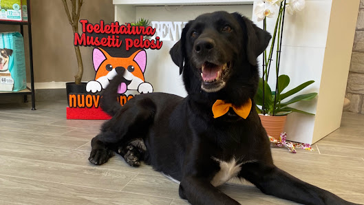 Musetti Pelosi & SPA