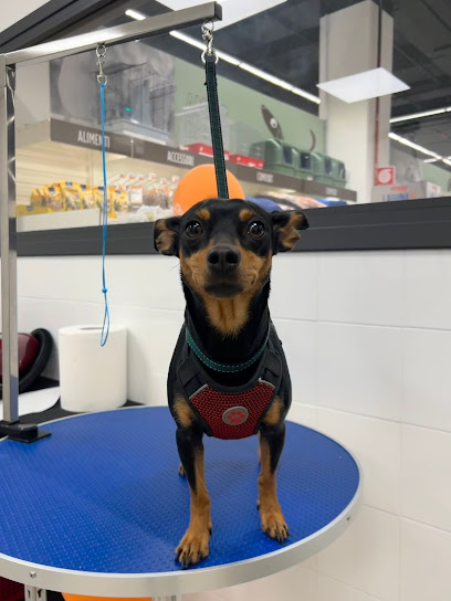 NOA toelettatura Porte di Catania