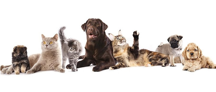 Nuova Lilli Il Vagabondo