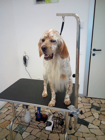 Nuovi di Zecca Pet WellnessToelettatura per Cani & Gatti