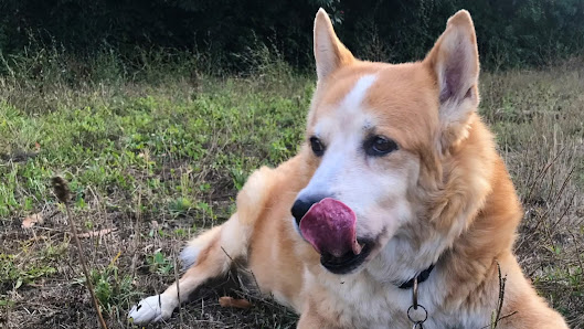 Parco Clyde - Parco Via del Fagiano