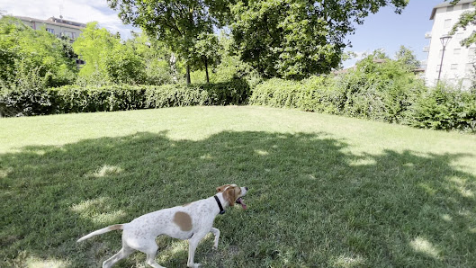 Parco area recintata per Cani ( della Cittadella)