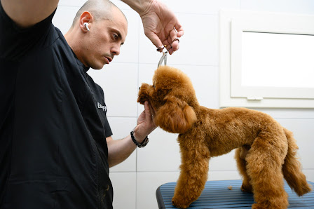 Parioli Toelettatura