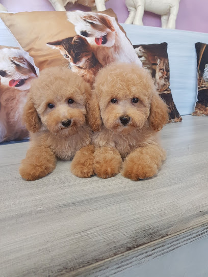 Parrucchiere Per Cani