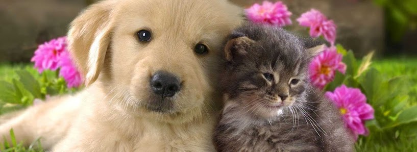 Pelo Contro Pelo - La Ciotola Di Tofful AnnaRita