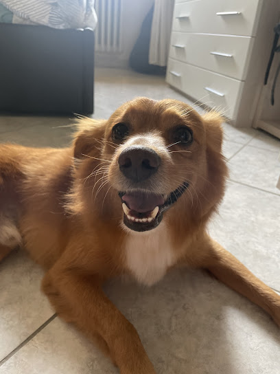 Pelo E Contropelo Toelettatura