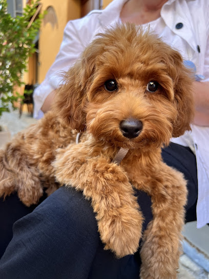 Peluche - Toelettatura cani e gatti