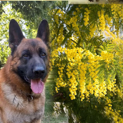 Pensione Cani e Gatti Cremona via boschetto 78