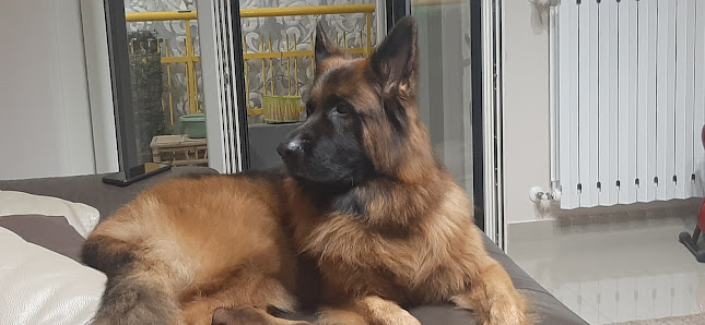 Pet Zone - Toelettatura e Mangimi