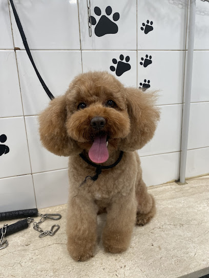 Pet'S Grooming Style di Soddu Francesca