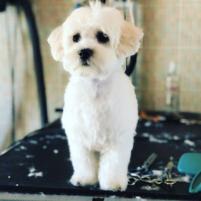 Peter Pan toelettetura pensione cani addestramento forli