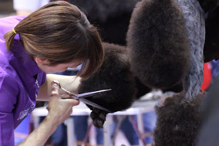 Petit Prince Toelettatura