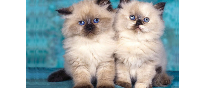 Piccoli Momenti Piacenza