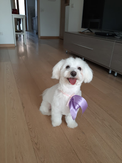 Pussycat - Dog Pet Stylist Di Lepera Maria Teresa