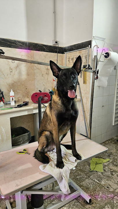 QUA LA ZAMPA, Foggia