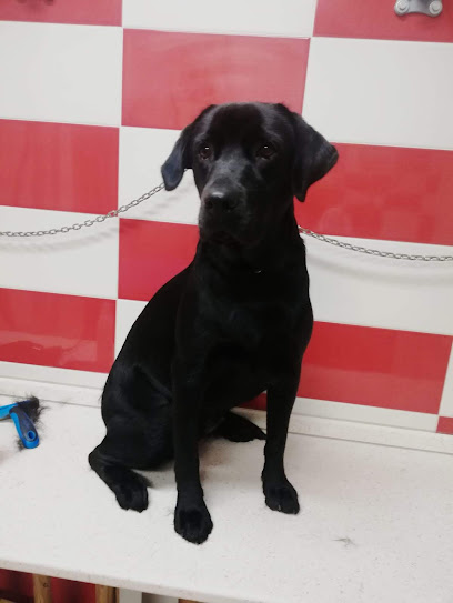 Qua la zampa - Bisceglie