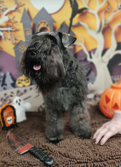 Quattro Zampe in bellezza