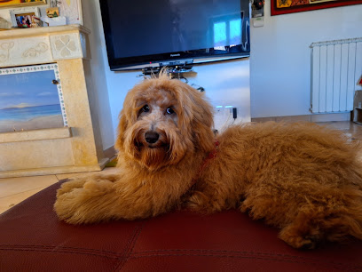 SOSTOLETTAMI, Di Pero Manola toelettatura cani e gatti a terni