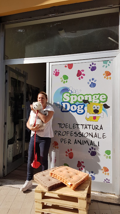 SPONGE DOG TOELETTATURA