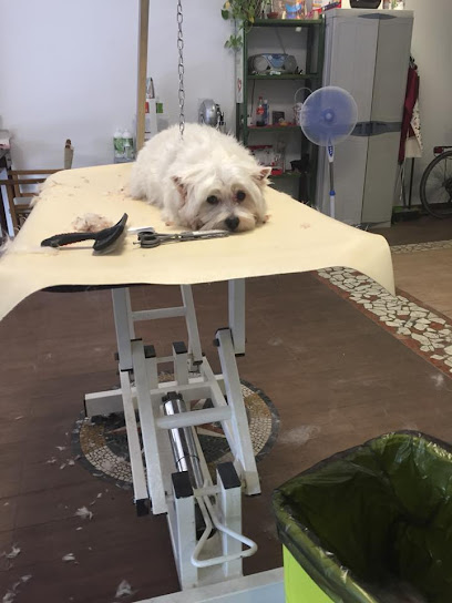 Scodinzo Lando Rimini