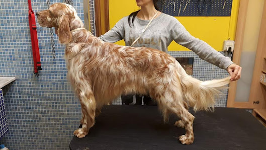 Scodinzola e Splendi di Tuccori Tiziana