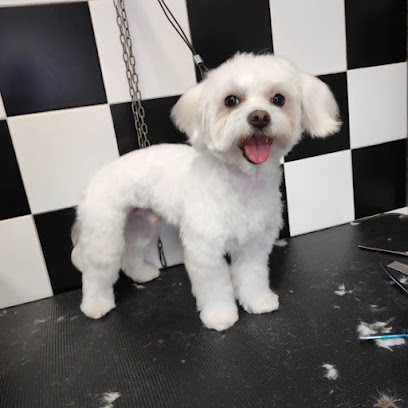 Senti Chi Abbaia - Toeletta e Alimenti BARF