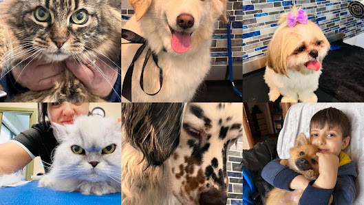 Shampoo e coccole- Toelettatura & Spa