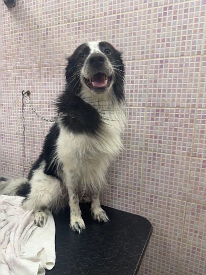 Solo Coccole Toelettatura Di Maggiorotti Simona