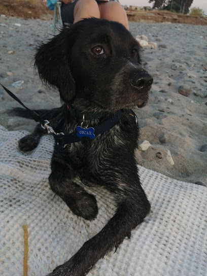 Spiaggia Pet Friendly