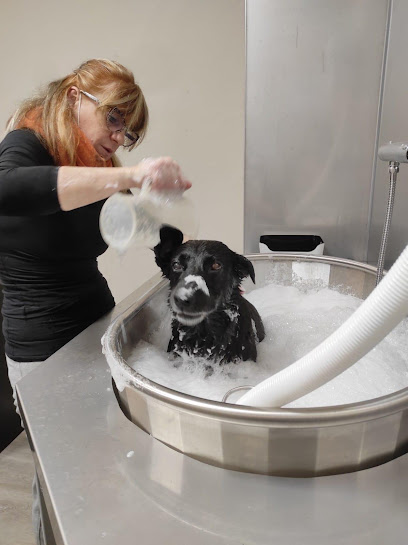 Stylish Dog Toelettatura